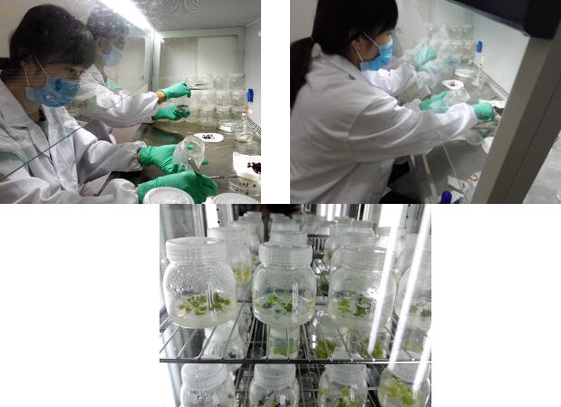 金埔园林植物新品种研发重点实验室近期工作介绍